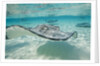 Southern Stingrays at Stingray City by Anonymous