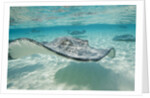 Southern Stingrays at Stingray City by Anonymous