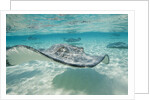 Southern Stingrays at Stingray City by Anonymous
