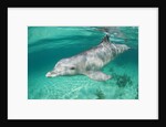 Bottlenosed Dolphin at UNEXSO Dive Site by Anonymous