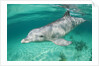 Bottlenosed Dolphin at UNEXSO Dive Site by Anonymous