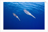 Caribbean Reef Squid by Anonymous