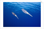 Caribbean Reef Squid by Anonymous
