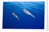 Caribbean Reef Squid by Anonymous