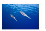 Caribbean Reef Squid by Anonymous