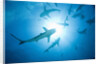 Scuba Diver and Caribbean Reef Sharks at Stuart Cove's Dive Site by Anonymous