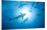 Scuba Diver and Caribbean Reef Sharks at Stuart Cove's Dive Site by Anonymous