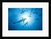Scuba Diver and Caribbean Reef Sharks at Stuart Cove's Dive Site by Anonymous