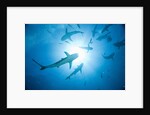 Scuba Diver and Caribbean Reef Sharks at Stuart Cove's Dive Site by Anonymous