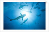 Scuba Diver and Caribbean Reef Sharks at Stuart Cove's Dive Site by Anonymous