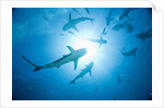 Scuba Diver and Caribbean Reef Sharks at Stuart Cove's Dive Site by Anonymous