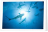 Scuba Diver and Caribbean Reef Sharks at Stuart Cove's Dive Site by Anonymous