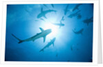 Scuba Diver and Caribbean Reef Sharks at Stuart Cove's Dive Site by Anonymous