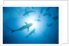 Scuba Diver and Caribbean Reef Sharks at Stuart Cove's Dive Site by Anonymous