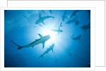 Scuba Diver and Caribbean Reef Sharks at Stuart Cove's Dive Site by Anonymous