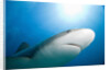 Caribbean Reef Shark by Anonymous