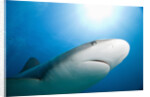 Caribbean Reef Shark by Anonymous