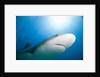 Caribbean Reef Shark by Anonymous