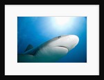 Caribbean Reef Shark by Anonymous