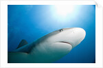 Caribbean Reef Shark by Anonymous