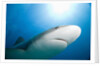 Caribbean Reef Shark by Anonymous