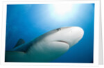 Caribbean Reef Shark by Anonymous