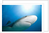 Caribbean Reef Shark by Anonymous