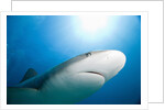 Caribbean Reef Shark by Anonymous