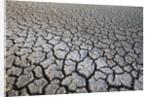 Dry Lake Bed at the Booby Pond Nature Reserve by Anonymous