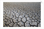 Dry Lake Bed at the Booby Pond Nature Reserve by Anonymous
