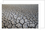 Dry Lake Bed at the Booby Pond Nature Reserve by Anonymous
