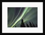 Northern Lights over Boreal Forest by Anonymous