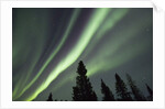 Northern Lights over Boreal Forest by Anonymous