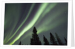 Northern Lights over Boreal Forest by Anonymous