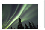 Northern Lights over Boreal Forest by Anonymous