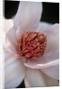 Pink Tulip Tree Blossom by Anonymous