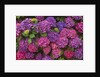 Lacecap Hydrangea Blossoms at Lakemount Garden by Anonymous