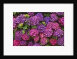 Lacecap Hydrangea Blossoms at Lakemount Garden by Anonymous