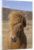 Icelandic Horse on the Snaefellsnes Peninsula by Anonymous