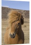 Icelandic Horse on the Snaefellsnes Peninsula by Anonymous