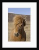 Icelandic Horse on the Snaefellsnes Peninsula by Anonymous