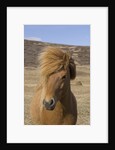 Icelandic Horse on the Snaefellsnes Peninsula by Anonymous