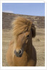 Icelandic Horse on the Snaefellsnes Peninsula by Anonymous