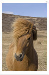 Icelandic Horse on the Snaefellsnes Peninsula by Anonymous