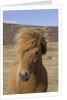 Icelandic Horse on the Snaefellsnes Peninsula by Anonymous