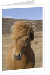 Icelandic Horse on the Snaefellsnes Peninsula by Anonymous