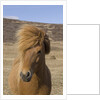 Icelandic Horse on the Snaefellsnes Peninsula by Anonymous