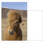 Icelandic Horse on the Snaefellsnes Peninsula by Anonymous