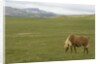 Icelandic Horse Grazing Near Lagarfljot Lake by Anonymous