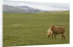 Icelandic Horse Grazing Near Lagarfljot Lake by Anonymous
